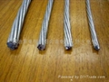 钢芯铝绞线 1