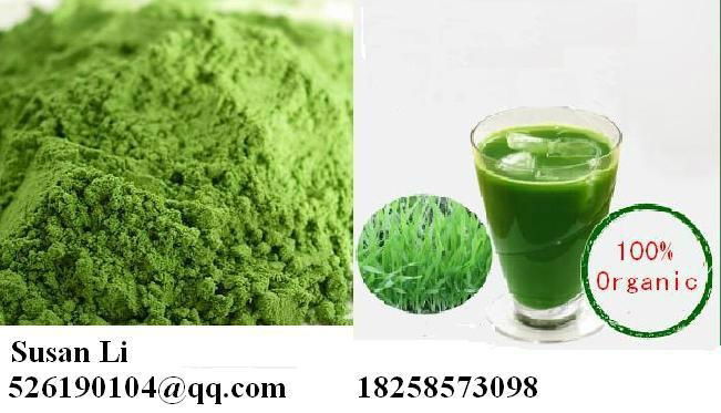 High Quality Organic Barley Grass Powder Extract Powder JAS Certified