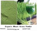  Super Green Wheat Grass Powder Factory Direct Sale 