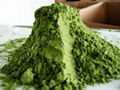 Wheat Grass Extract Juice Powder Organic 8:1 15:1  2