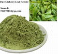 100% Pure High Quality Mulberry Leaf Powder Low Price  1