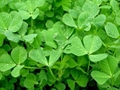 Food Pharmaceutical Grade Alfalfa Powder Natural 3
