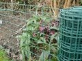 garden fence for vegetable climbing netting/plant support netting 2