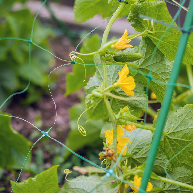 climbing plant support  netting  4