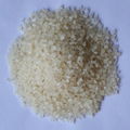 Chitin mother grains 4