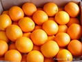 Fresh Citrus Oranges, Lemon, Limes