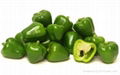  Green Sweet Pepper , Bell Pepper, Red, Yellow 1