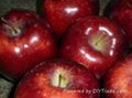 Gala Apples , Red Delicious, Fresh