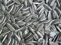 Sunflower seeds 5009 6009 118 5135 909