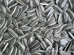 Sunflower seeds 5009 6009 118 5135 909 White SFS