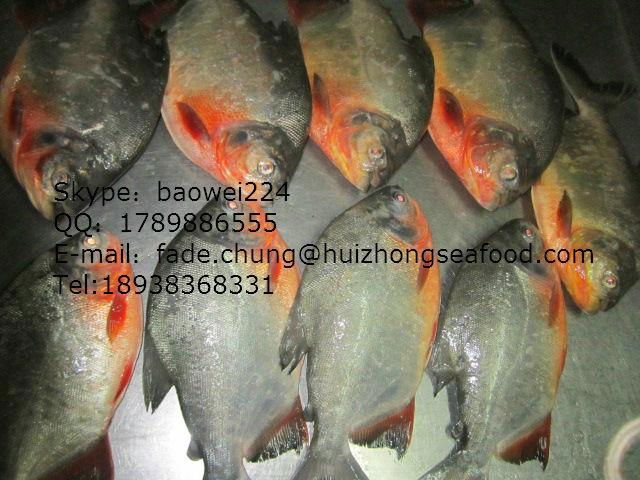 Red Pomfret