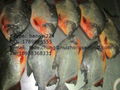 Red Pomfret 1