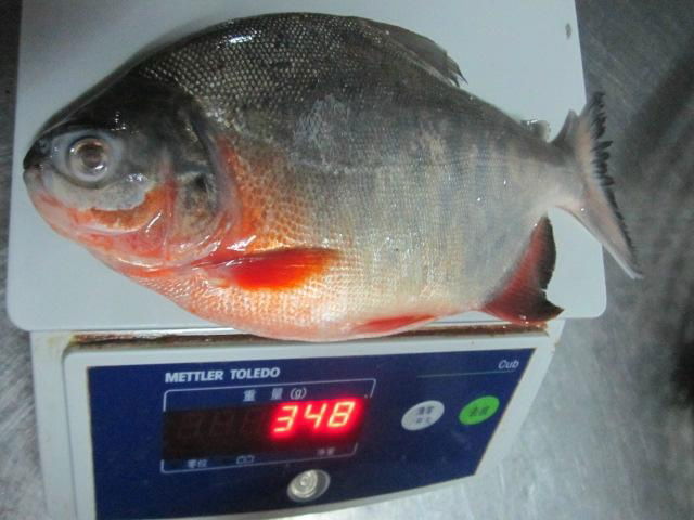 Red Pomfret 2