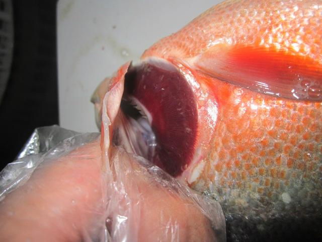 Red Pomfret 3