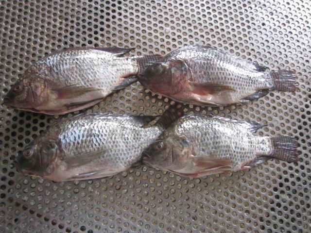 Tilapia Gutted and Scaled 4