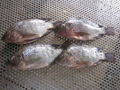 Tilapia Gutted and Scaled 4