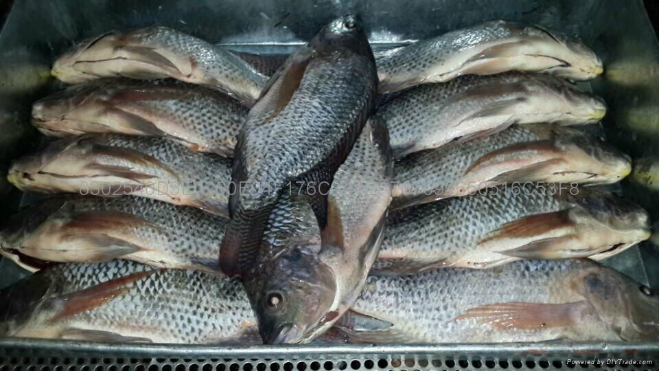 Tilapia Gutted and Scaled 5