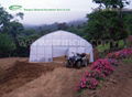 Economical Tunnel Film Greenhouse 1