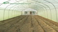 Economical Tunnel Film Greenhouse 2