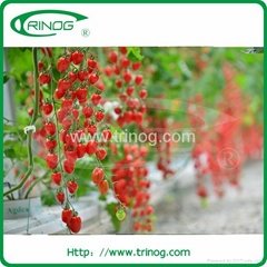 Tomato hydroponics cultivation