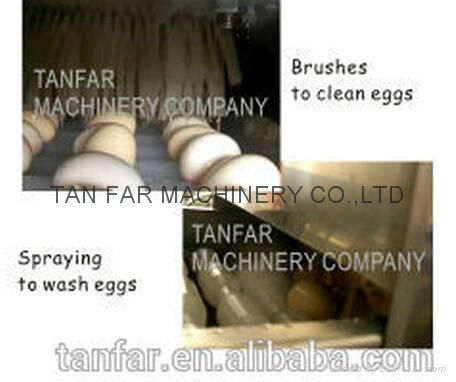 TF-5200 Egg Breaker(Egg white and Egg Yolk Separator)   3