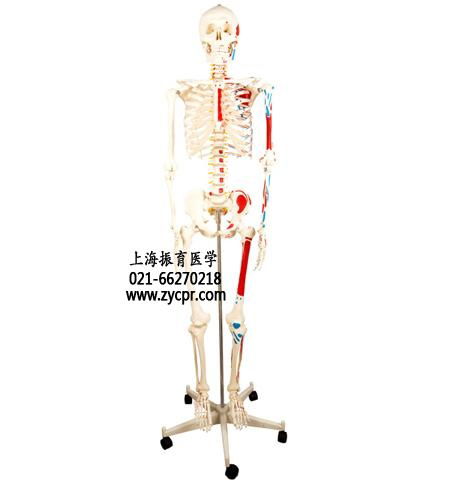 人體骨骼肌肉着色模型