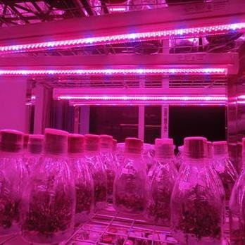 LED植物组培灯T5灯管 3