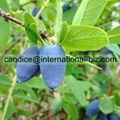 Lonicera Extract