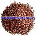 Grape Seed Extract 1