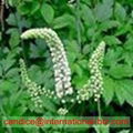 Black Cohosh Extract