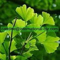 Ginkgo Biloba Extract 1