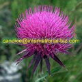 Milk Thistle Extract 1