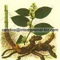 Polygonum Cuspidatum Extract