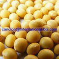 Soybean Extract 1