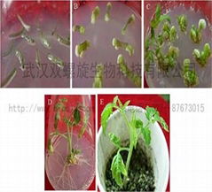 番茄遗传基因转化