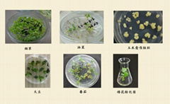 植物遺傳轉化