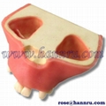 【Taiwan HANNRU- HR】Dental model PIM-13