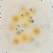 3M霉菌和酵母菌快速测试片