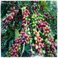 Washed arabica coffee bean 2