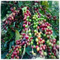 2014 Crop arabica coffee bean