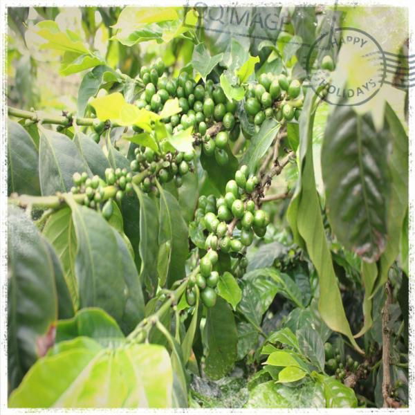 2014 arabica coffee bean