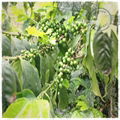 2014 arabica coffee bean 1