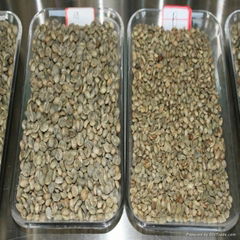 Yun Nan arabica coffee bean