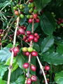 2014 Crop arabica coffee bean