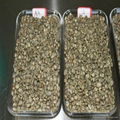 Crop 2014 washed arabica coffee bean 3