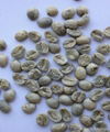 Crop 2014 washed arabica coffee bean 4