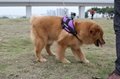 NEOpine gopro狗背带 适合中大型犬 1
