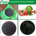 Seaweed Extract Powder Flake (Organic Fertilizer) 