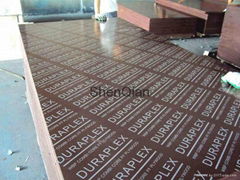 Professional film faced plywood manufacturer