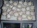fresh white garlic chinese